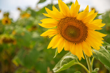 sunflower in the field - 525923609