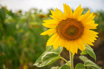 sunflower in the garden - 525923616