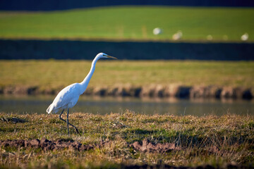 Great egret or Great white egret (Ardea alba) sitting near a pond in the morning