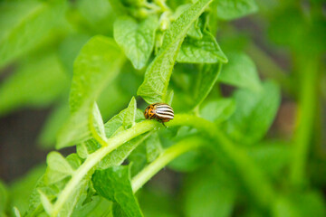 Colorado beetle sitting on a potato leaf.