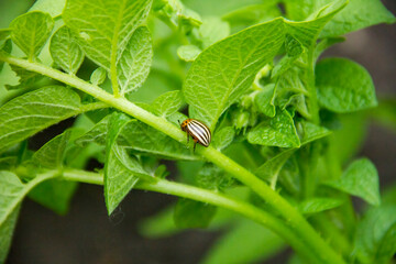 Colorado beetle sitting on a potato leaf.