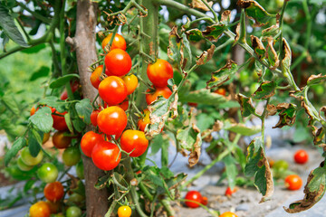 tomatoes on a branch - 525924250