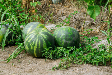 watermelon in the garden - 525924273