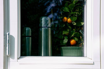 Small potted orange tree in the window sill.