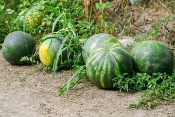 watermelon on the ground - 525924291