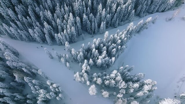 Dense evergreen spruce forest covering white snow-capped hills of Colorado Mountains in Aspen and Snowmass village. Fast brave skiers descending along snowy wide slopes in winter forest, aerial 4K USA