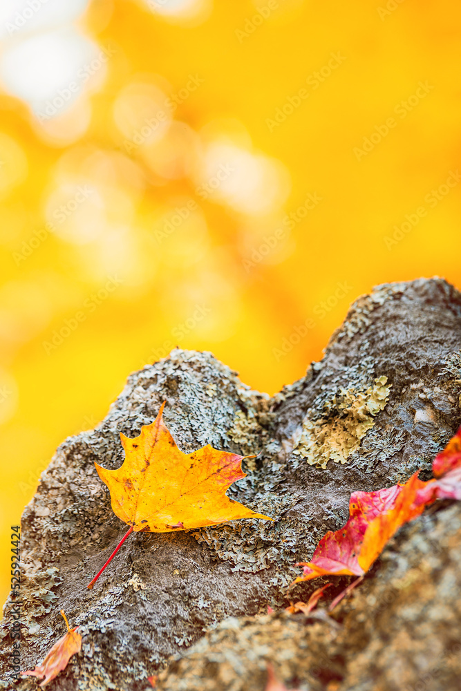 Canvas Prints fallen maple leaves on a rock in autumn. natural yellow background with copy space.