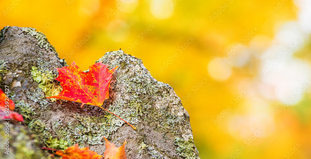 Poster fallen maple leaf on a rock in autumn. natural yellow background with copy space.