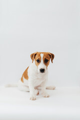Jack Russell Terrier puppy, six months old, sitting in front of white background 