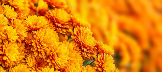 Closeup of beautiful Mum or Chrysanthemum flowers blooming in the autumn - 525924485