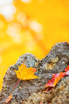 Fallen maple leaves on a rock in autumn. Natural yellow background with copy space.