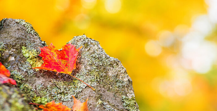 Fallen maple leaf on a rock in autumn. Natural yellow background with copy space.