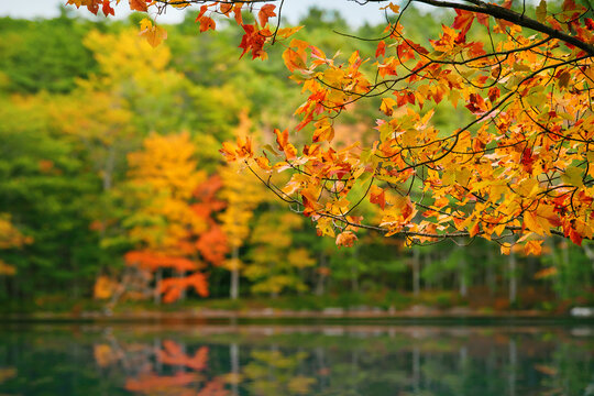 Autumn tree leaves in the foreground and colorful trees with reflections in the background. Autumn foliage landscape in Maine, New England.