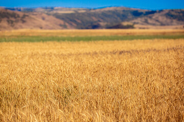 Wheat field against the blue sky. Grain farming, ears of wheat close-up. Agriculture, growing food products.