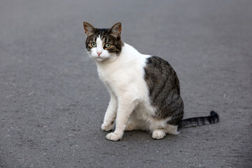 Naklejka na ściany i meble White brown cat sitting on a street and looks worried into distance