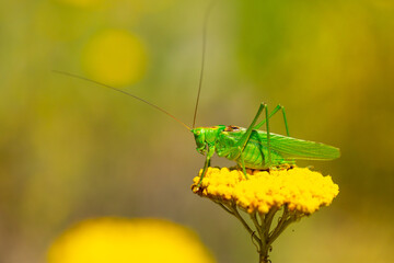 Green grasshopper on a yarrow flower. Large marsh grasshopper, Stethophyma grossum, a critically endangered insect typical of wet grasslands and swamps. - obrazy, fototapety, plakaty