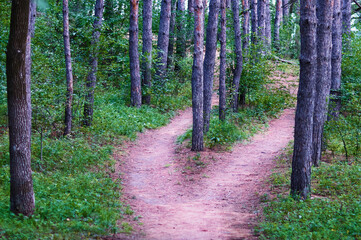 Fork in the path in a pine summer forest. Green bushes and grass. The trunks of coniferous trees are arranged in even rows. The paths are strewn with dry pine needles. Path choice concept.