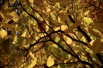 Yellow and orange leaves hang on branches throughout the frame