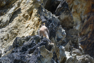 Peregrine Falcon hidden