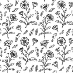 Hand drawn calendula seamless pattern. Medicinal plant botany design. Vector illustration in sketch style - obrazy, fototapety, plakaty