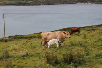 cattle in a green field near the coast