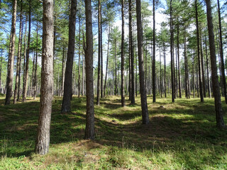 Pine trees in the forest at Newborough, Anglesey, Blue skies with white clouds, lush green grass, on a bright summer day.