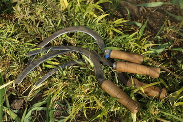 Cannabis sativa. cut cannabis sativa and sickle