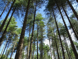 Obraz premium Pine tree forest at Newborough, Anglesey, Blue skies with white clouds, vivid green foliage on a bright summer day.