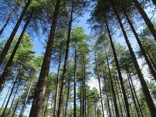 Kiefernwald in Newborough, Anglesey, blauer Himmel mit weißen Wolken, lebendiges grünes Laub an einem hellen Sommertag. © Gary