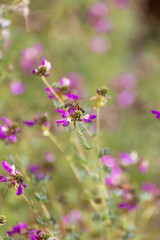 Fuzzy Apis mellifera western honeybee gathers pollen from the prolific lilac purple blooms in the southwestern desert garden