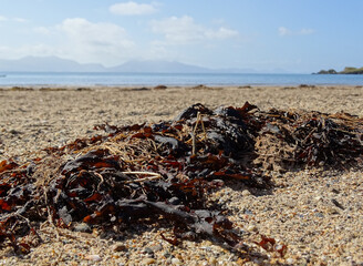 Seaweed on sandy beach, sea and Snowdonia mountains in the background on a summers day, Llanddwyn beach, Newborough, Anglesey