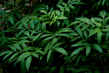 Naklejka na ściany i meble plant with green and elongated leaves with a dark background. weed that grows in the bosues 