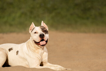 Happy dog lying on sand in rural