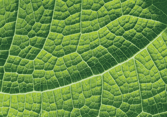 Green Leaf Texture with Veins Pattern Vector Illustration for graphics design, fabric, background, print tee and other uses.