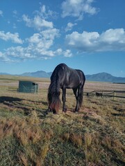 Black horse in the field