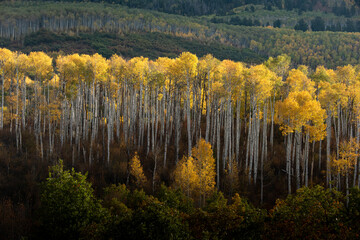 autumn forest in the mountains