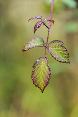 Artistic image of a bramble branch with drops of water from the dew