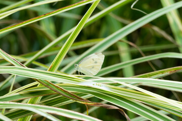 very pretty small white butterfly sitting on ornamental grass 