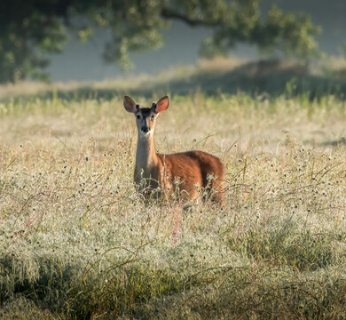 Curious Young Whitetail Buck in a Field