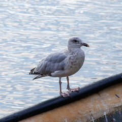 seagull on the pier