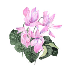 Cyclamen flowers illustration. Pink watercolor  flowers. Isolated on white background. Hand drawn painting.