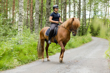 Fototapeta premium Icelandic horse with female rider on saddle. Rider wearing helmet.