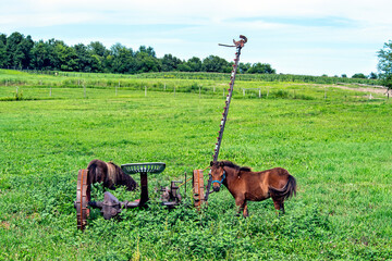 Ponies in farm field with horse drawn cycle mower.