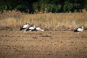 Groupe Cigogne en migration