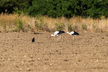 Groupe Cigogne en migration