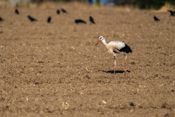 Obraz premium Groupe Cigogne en migration