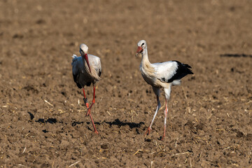 Groupe Cigogne en migration