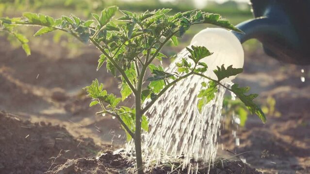 Hobby farm. Growing tomatoes on a farm. Tomatoes without nitrates