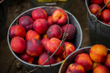 small ripe nectarines in iron bucket
