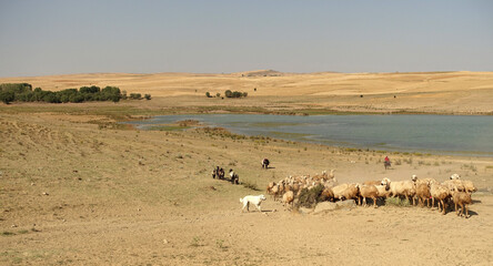 Fototapeta na wymiar a flock of sheep in turkey in summer, sheep and goats in the field, a flock of sheep going to drink water,